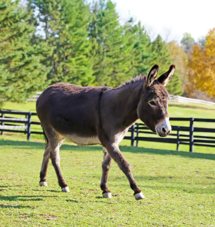 الحمار في المنام للمسحور